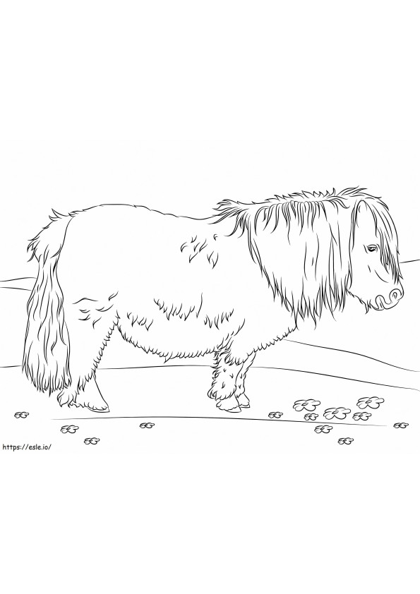 Cute Shetland Pony coloring page