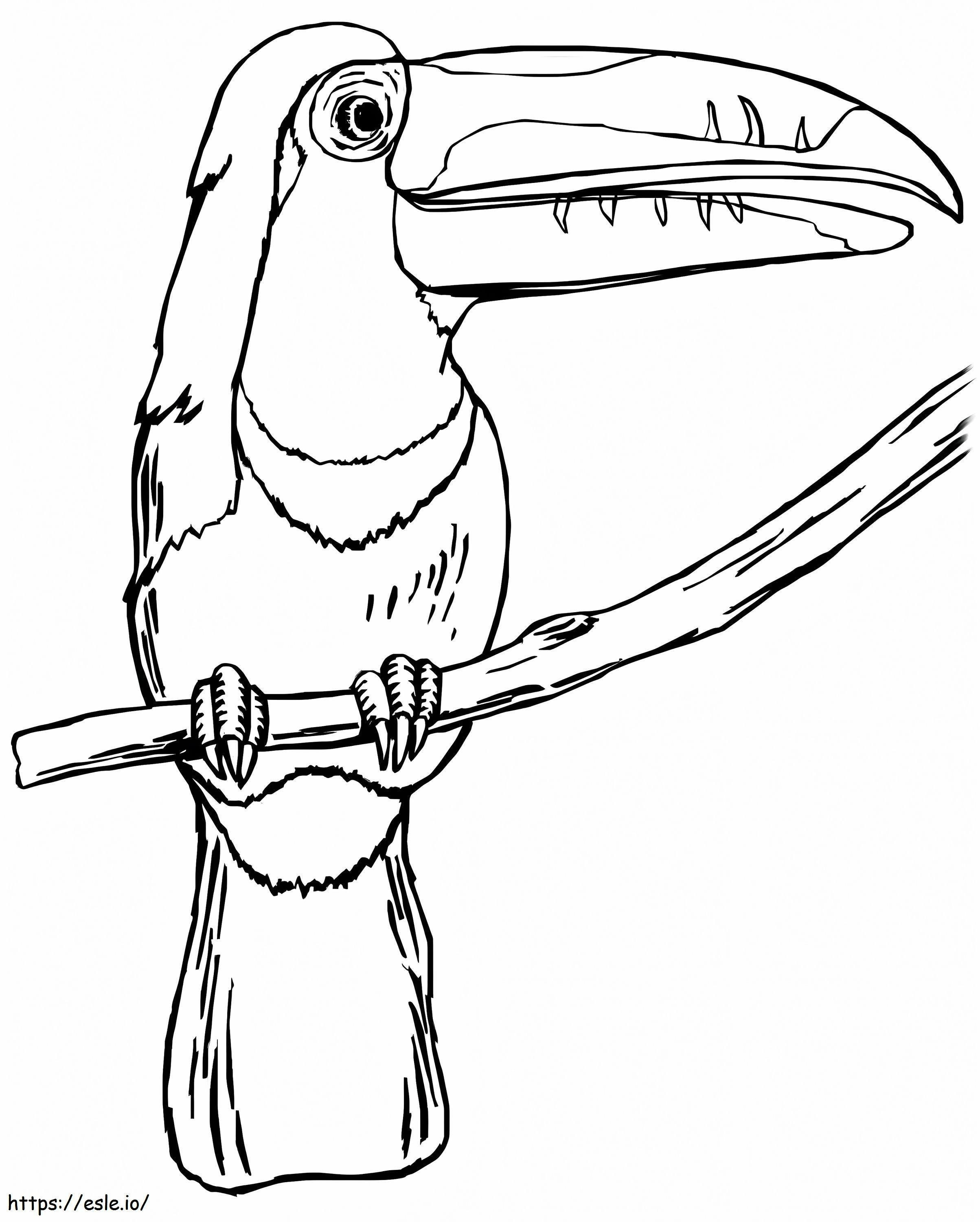 Coloriage Toucan sur une branche à imprimer dessin