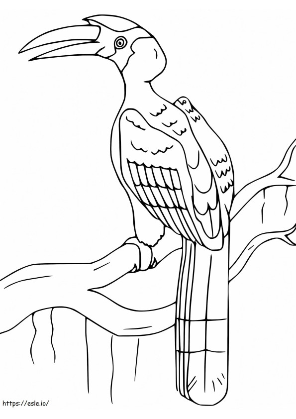 Hornbill încrețit de colorat