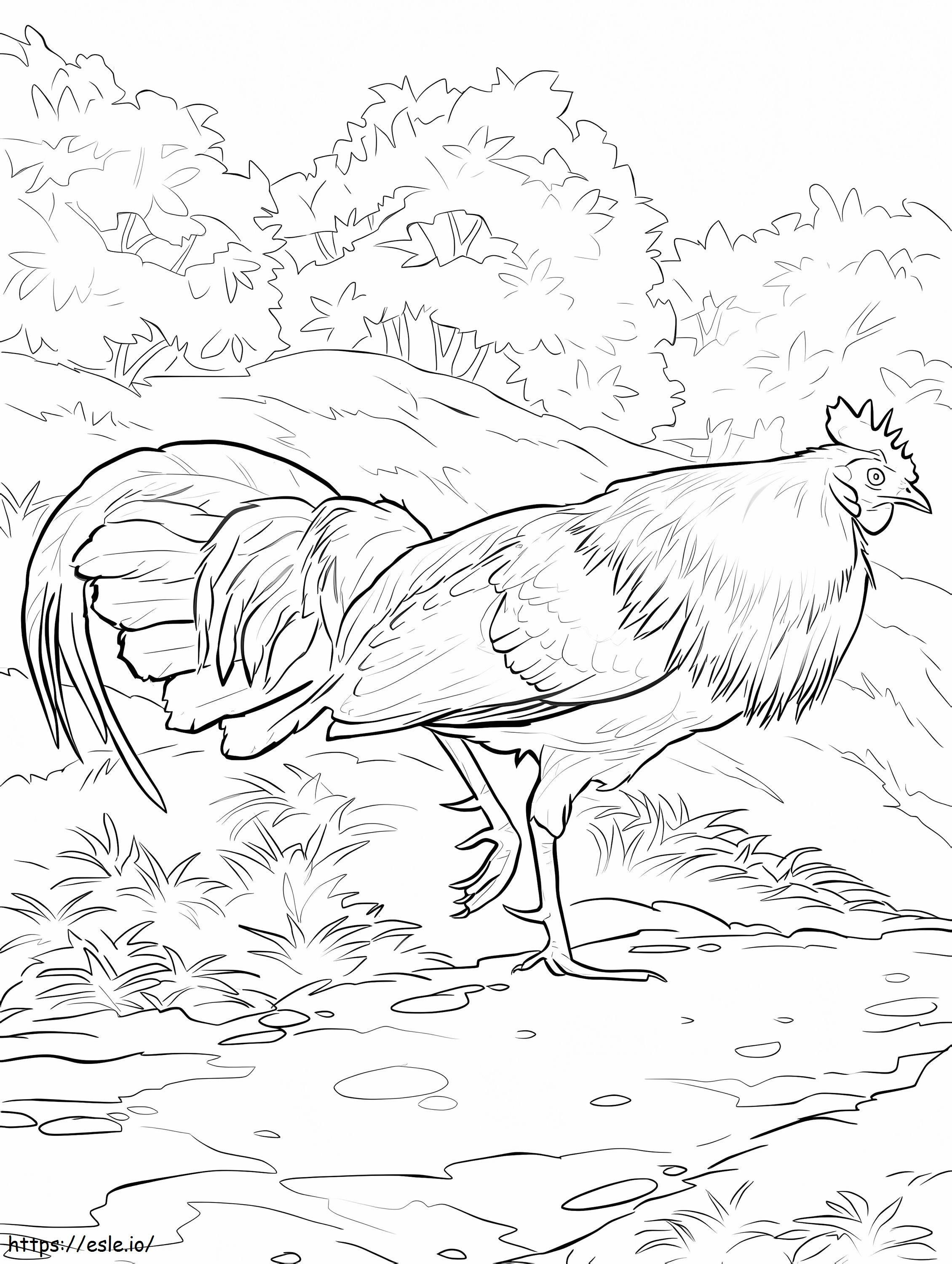 Red Junglefowl Rooster coloring page