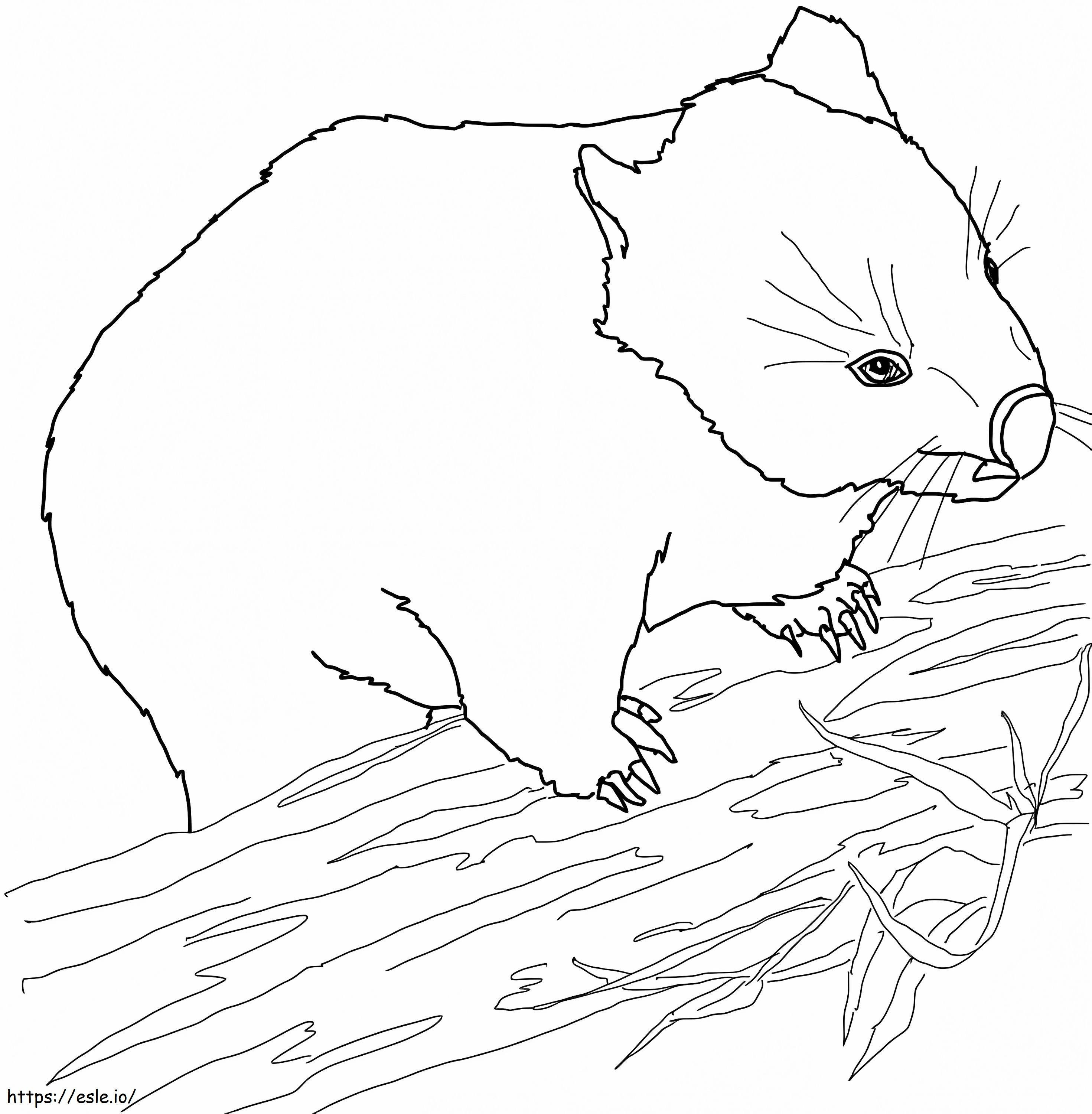 Coloriage Wombat australien à imprimer dessin
