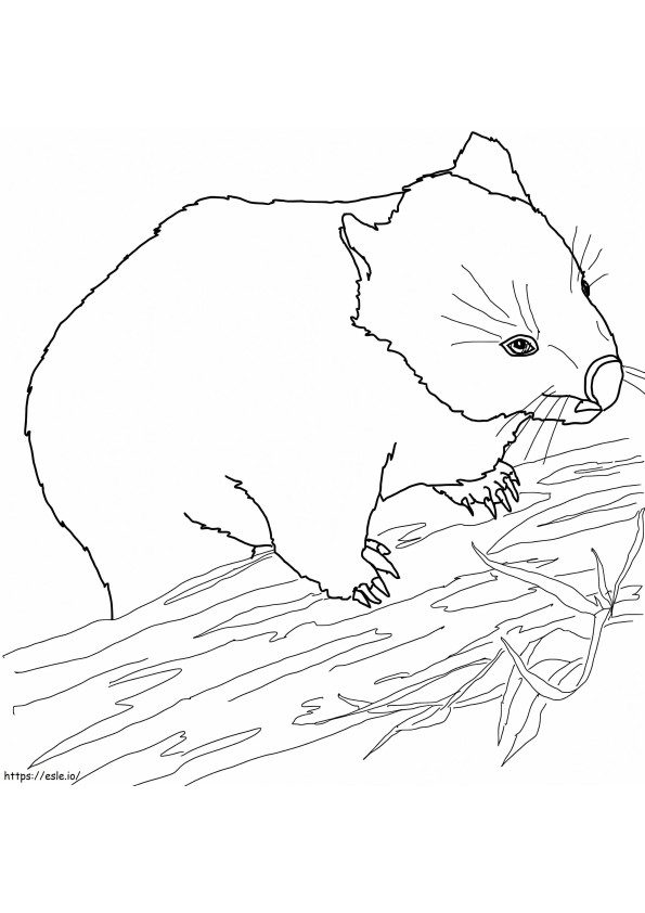 Wombat Australiano para colorir