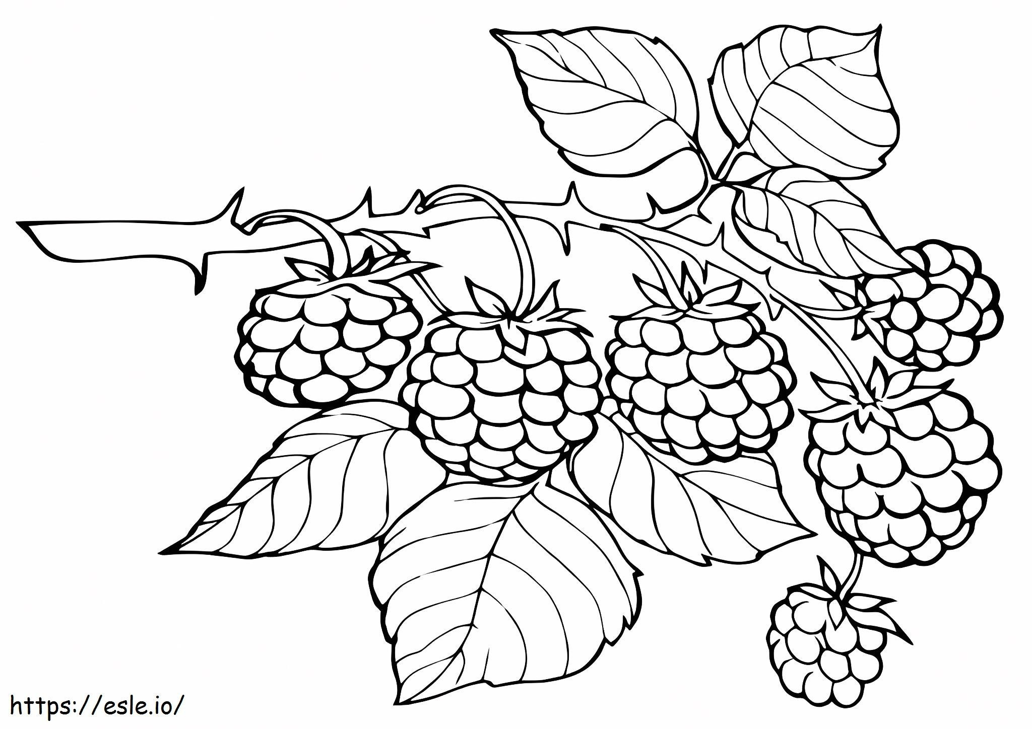 Six Blackberries On Tree Branch coloring page