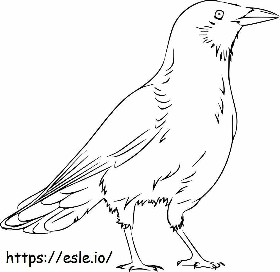 Beautiful Raven coloring page