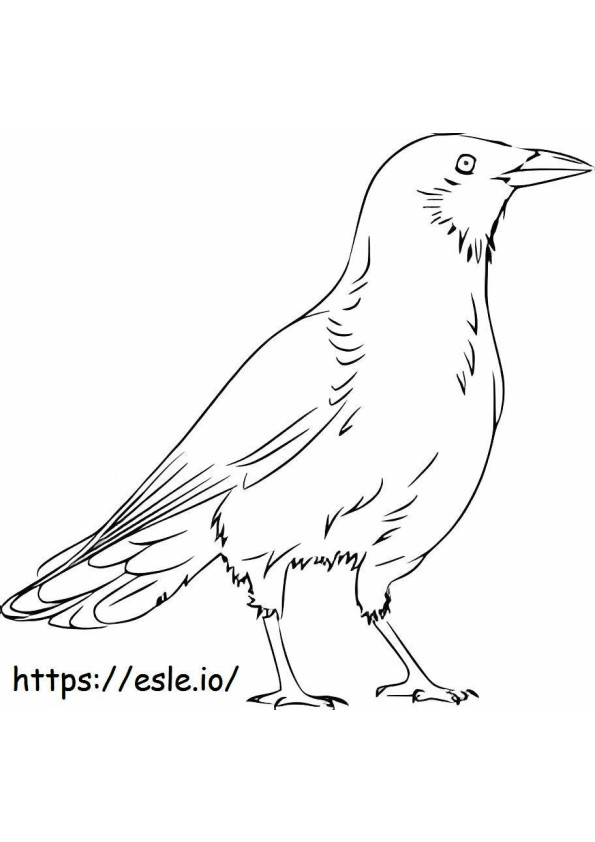 Coloriage Beau corbeau à imprimer dessin