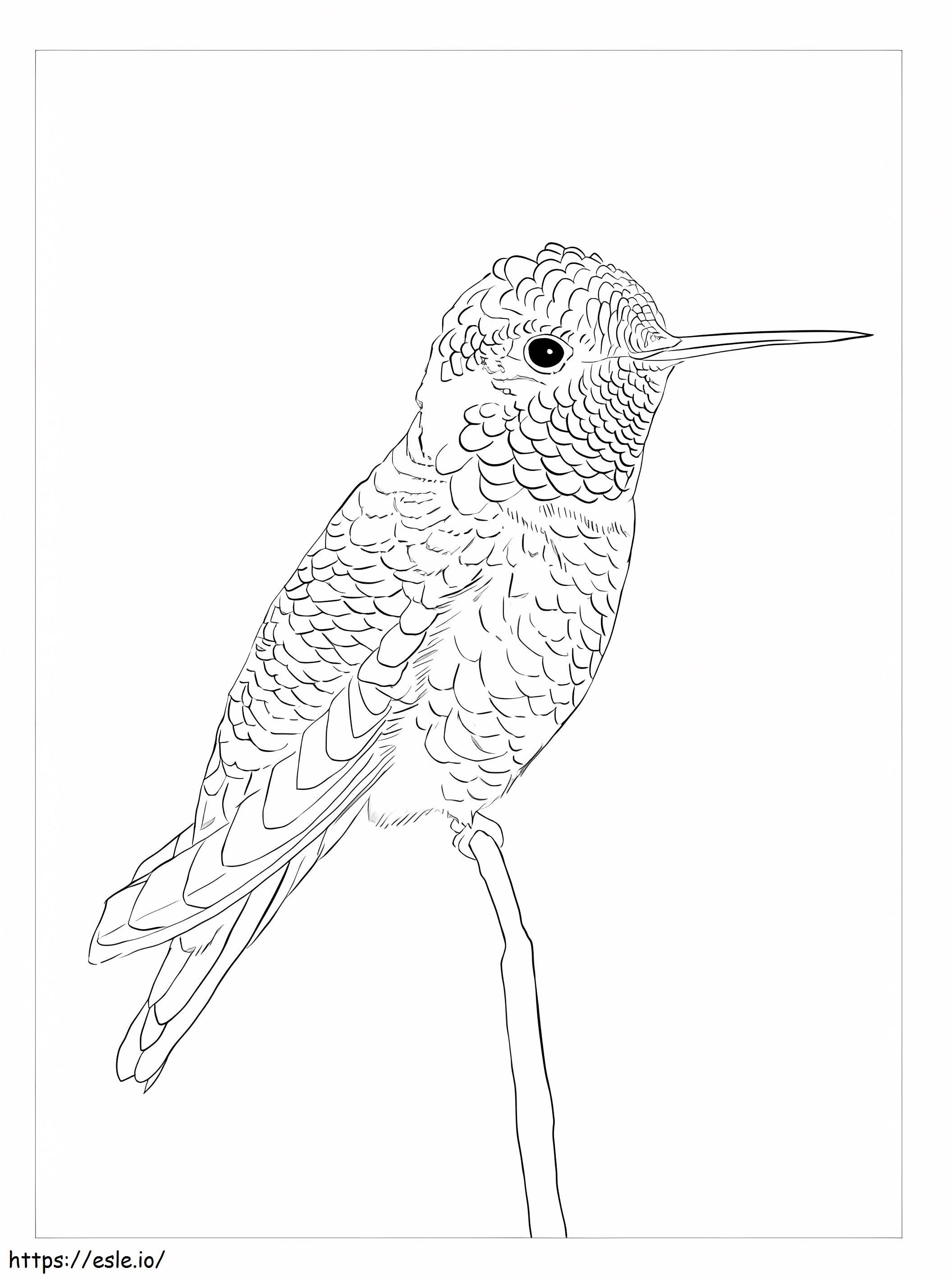 Hummingbirds By Anna Basico coloring page