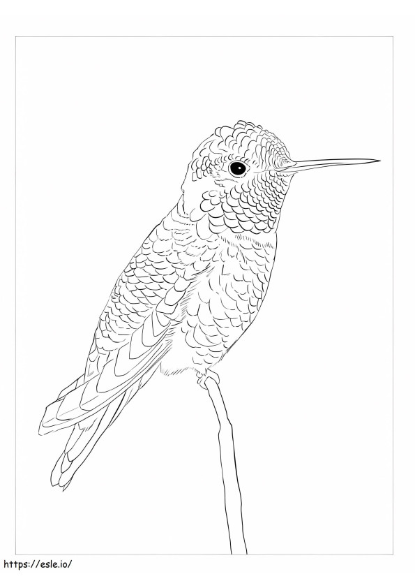 Hummingbirds kirjoittanut Anna Basico värityskuva