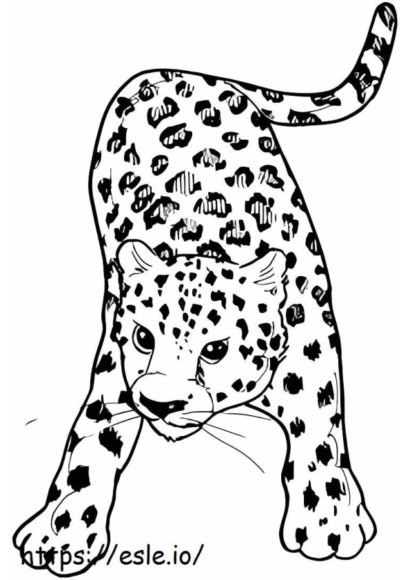 Leopard de bază de colorat
