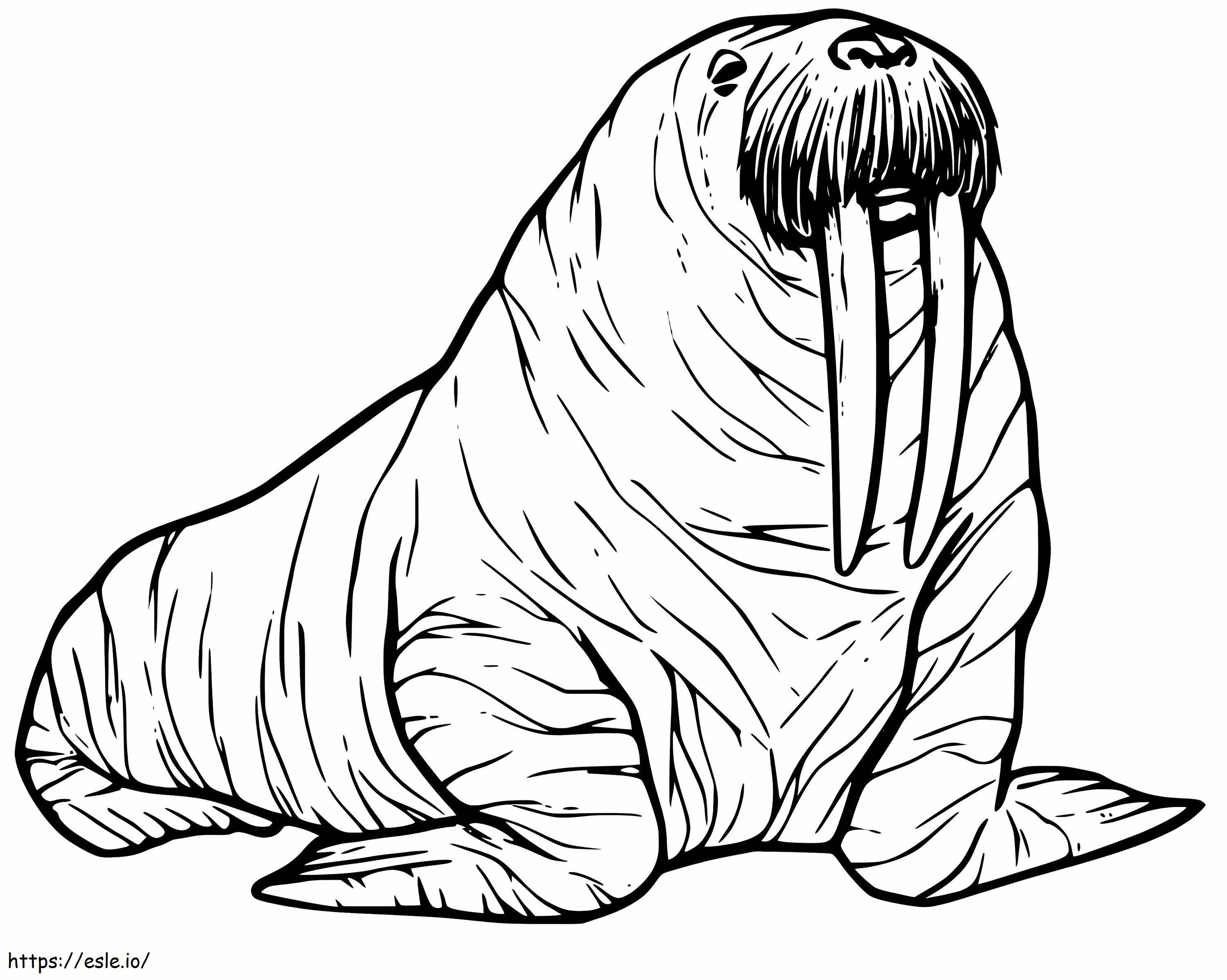 Walrus 20 coloring page