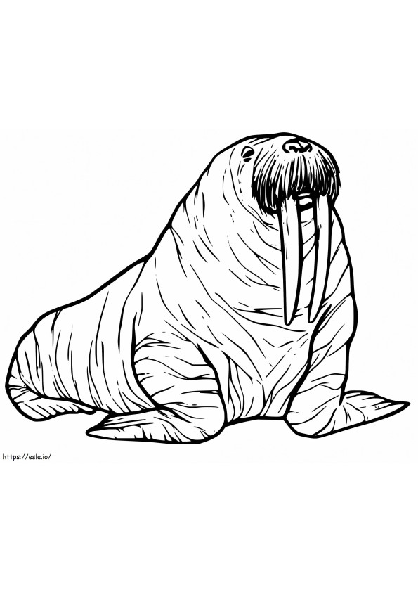 Walrus 20 coloring page