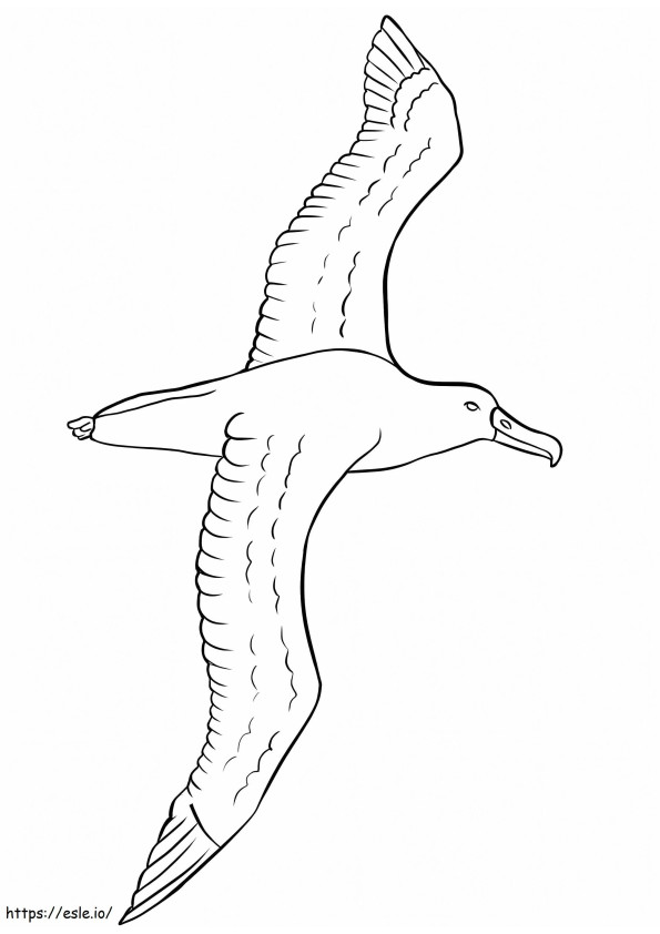 Albatros 2 de colorat