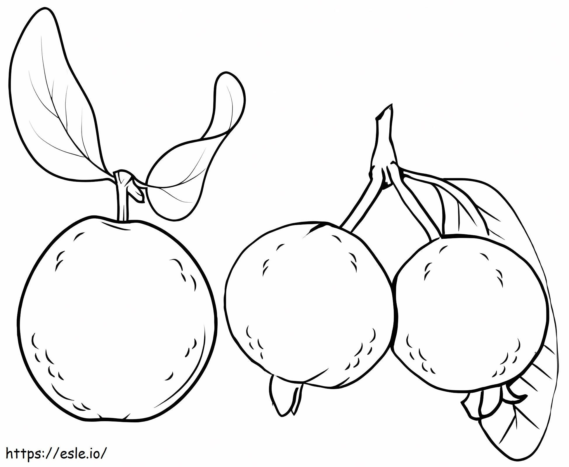 Drei grundlegende Guaven ausmalbilder