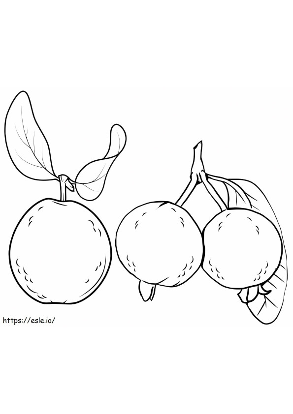 Drei grundlegende Guaven ausmalbilder