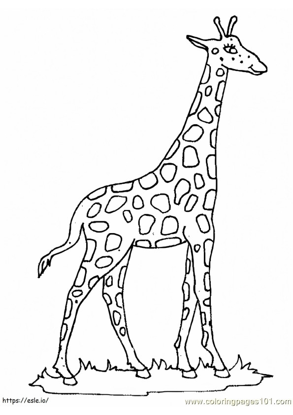 Good Giraffe
