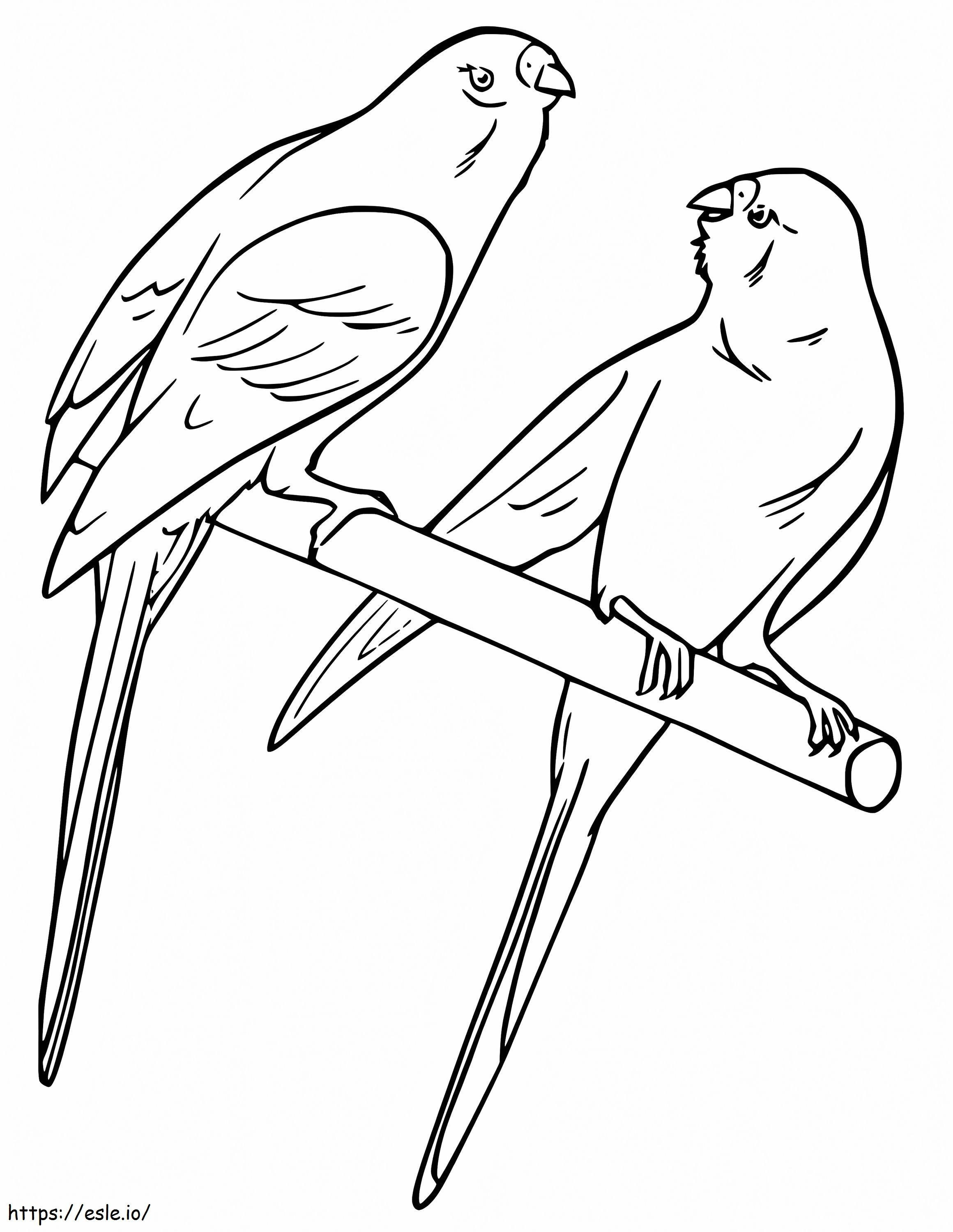 Parakeets coloring page