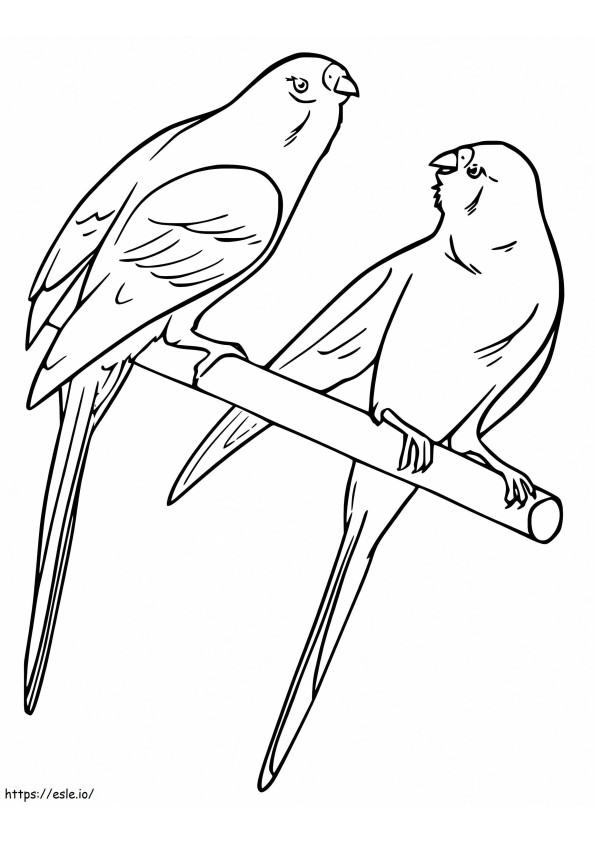 Parakeets coloring page