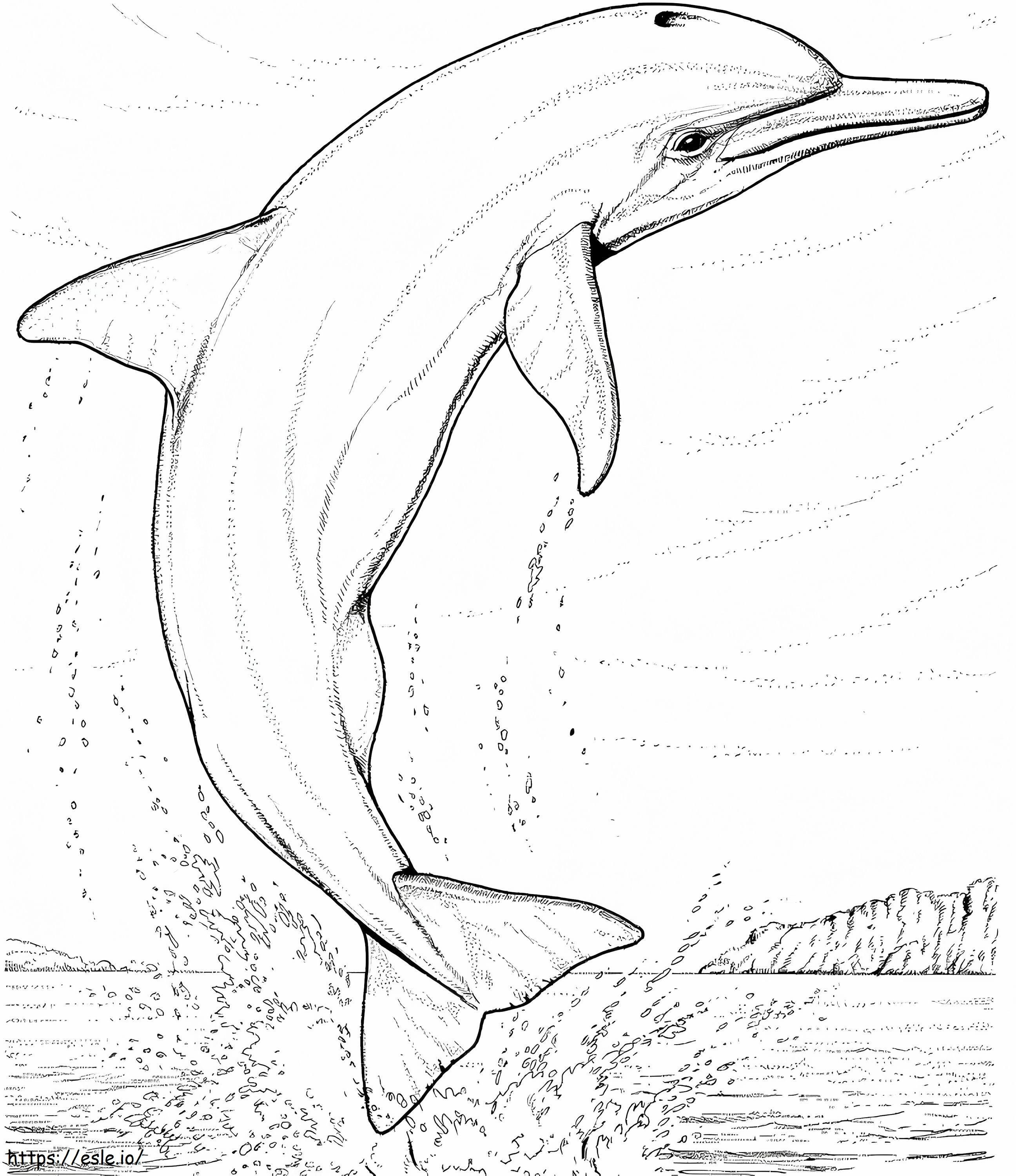 Delfinul săritor de colorat