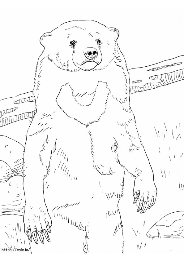Urso Solar Nomal para colorir