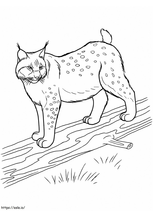 Lynx em pé sobre um corpo de madeira para colorir