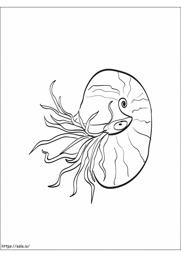 Coloriage Nautilus 4 à imprimer dessin