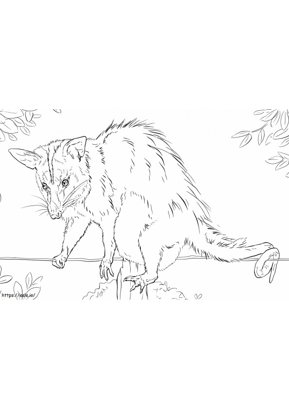 White Eared Opossum coloring page