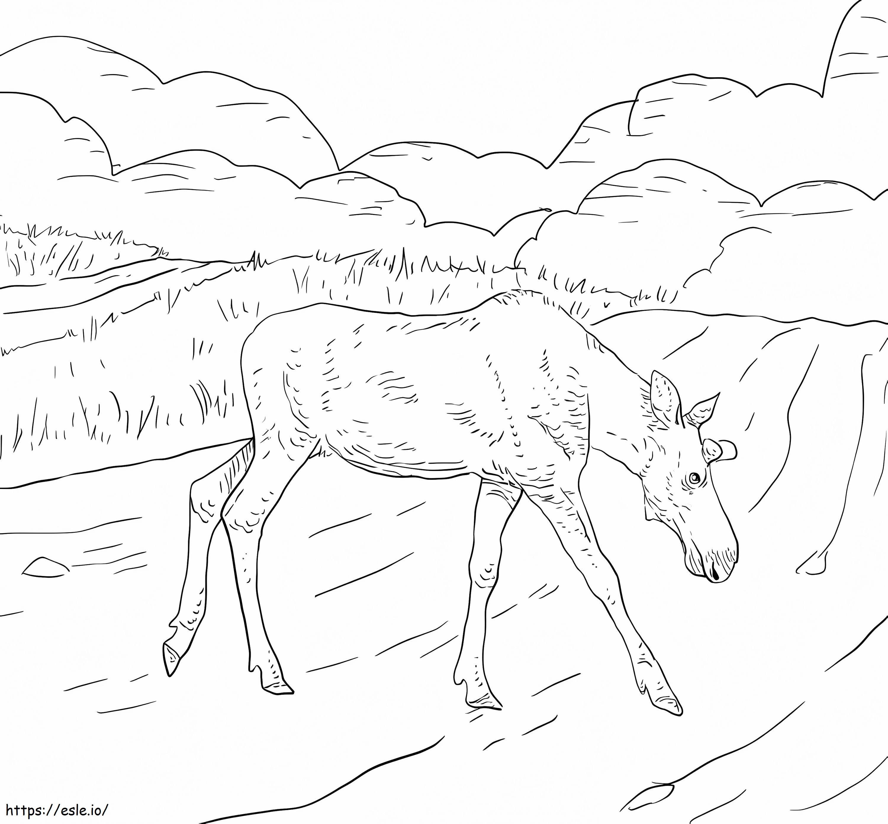 Moose Crossing A Road Coloring Page - Free Printable Wildlife Scene