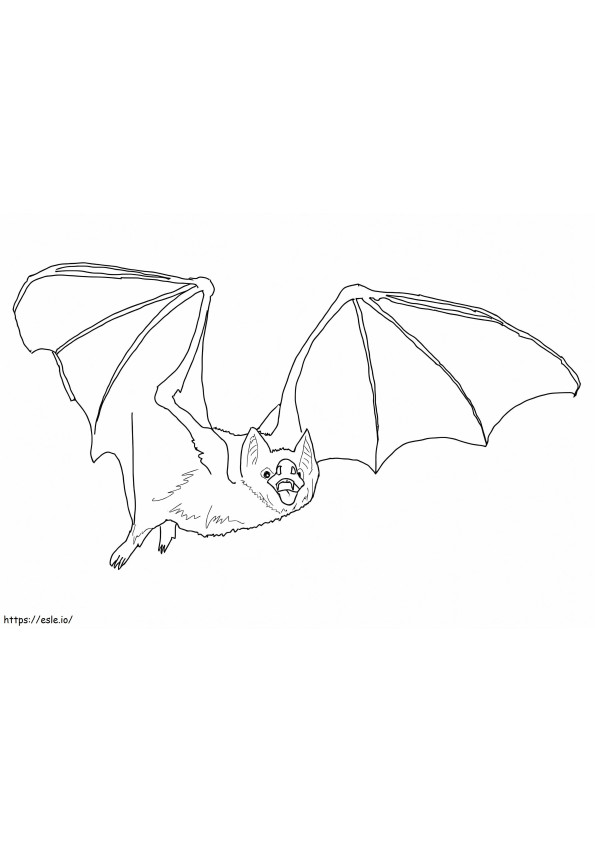 Coloriage Chauve-souris vampire commune à imprimer dessin