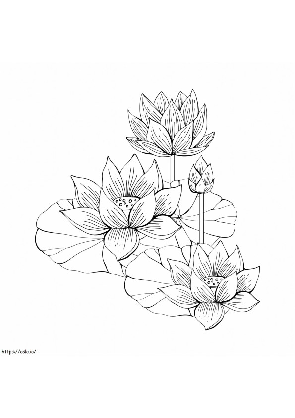 Käsin piirtäminen Lotus värityskuva