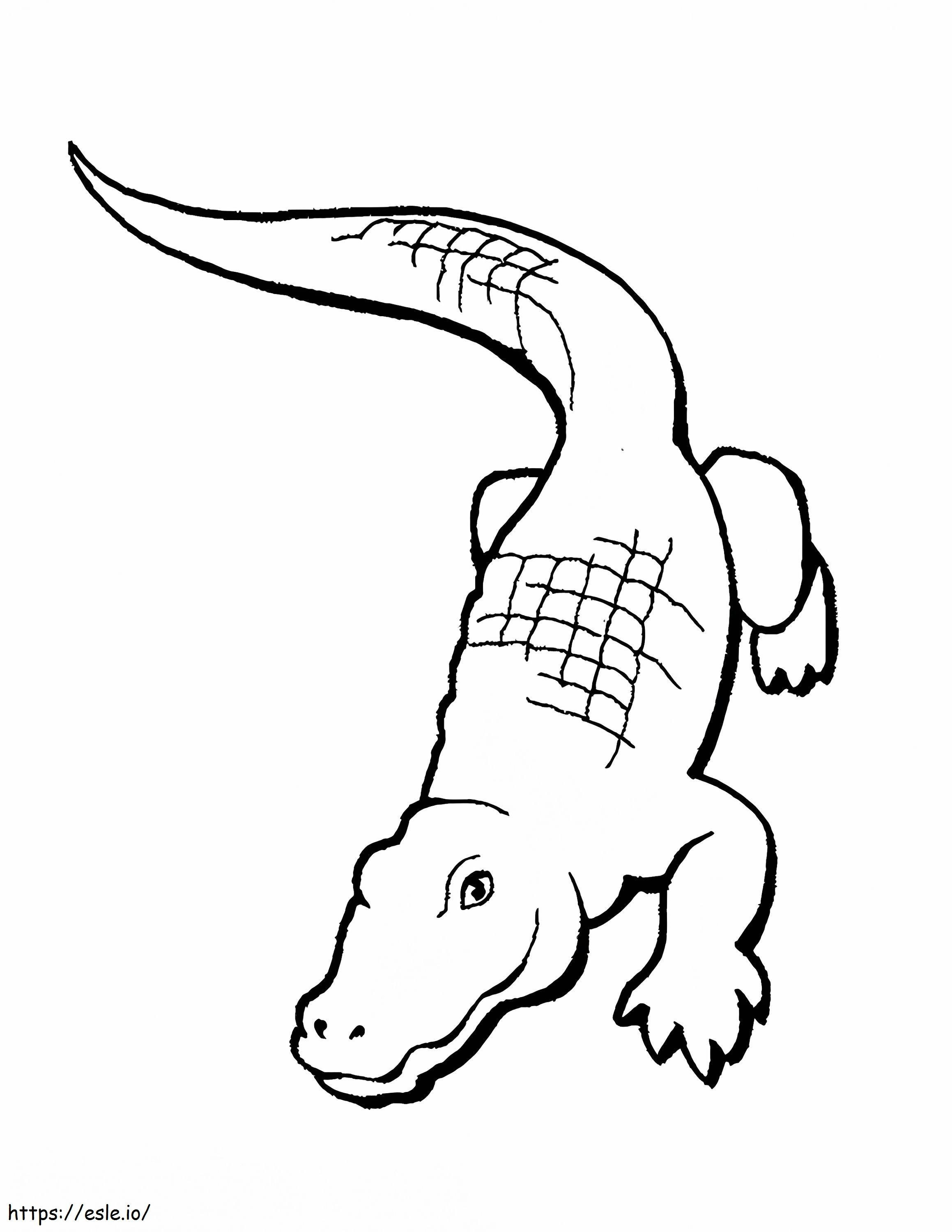 Desenho Básico do Crocodilo para colorir