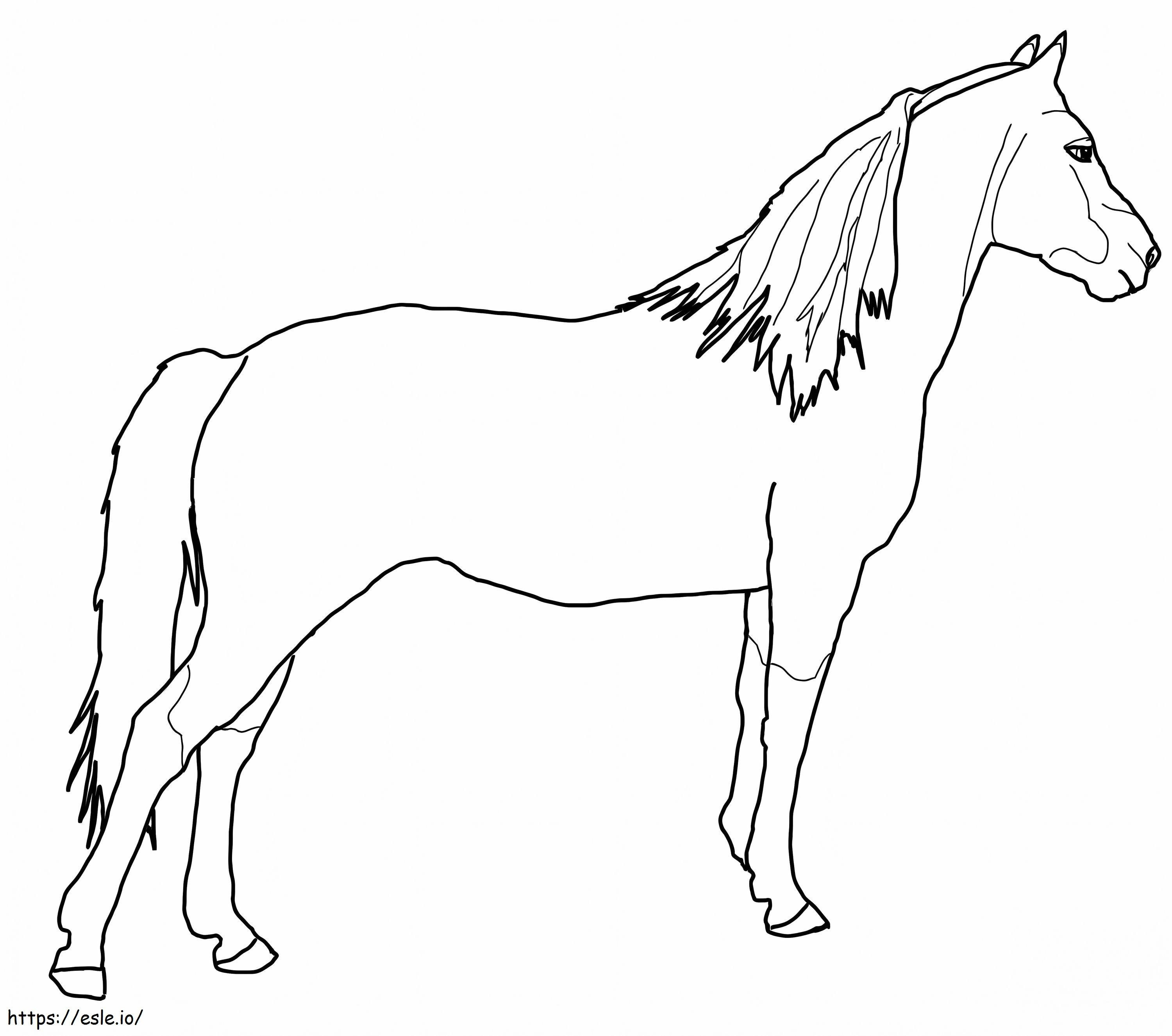 Gratis Morgan-paard kleurplaat kleurplaat
