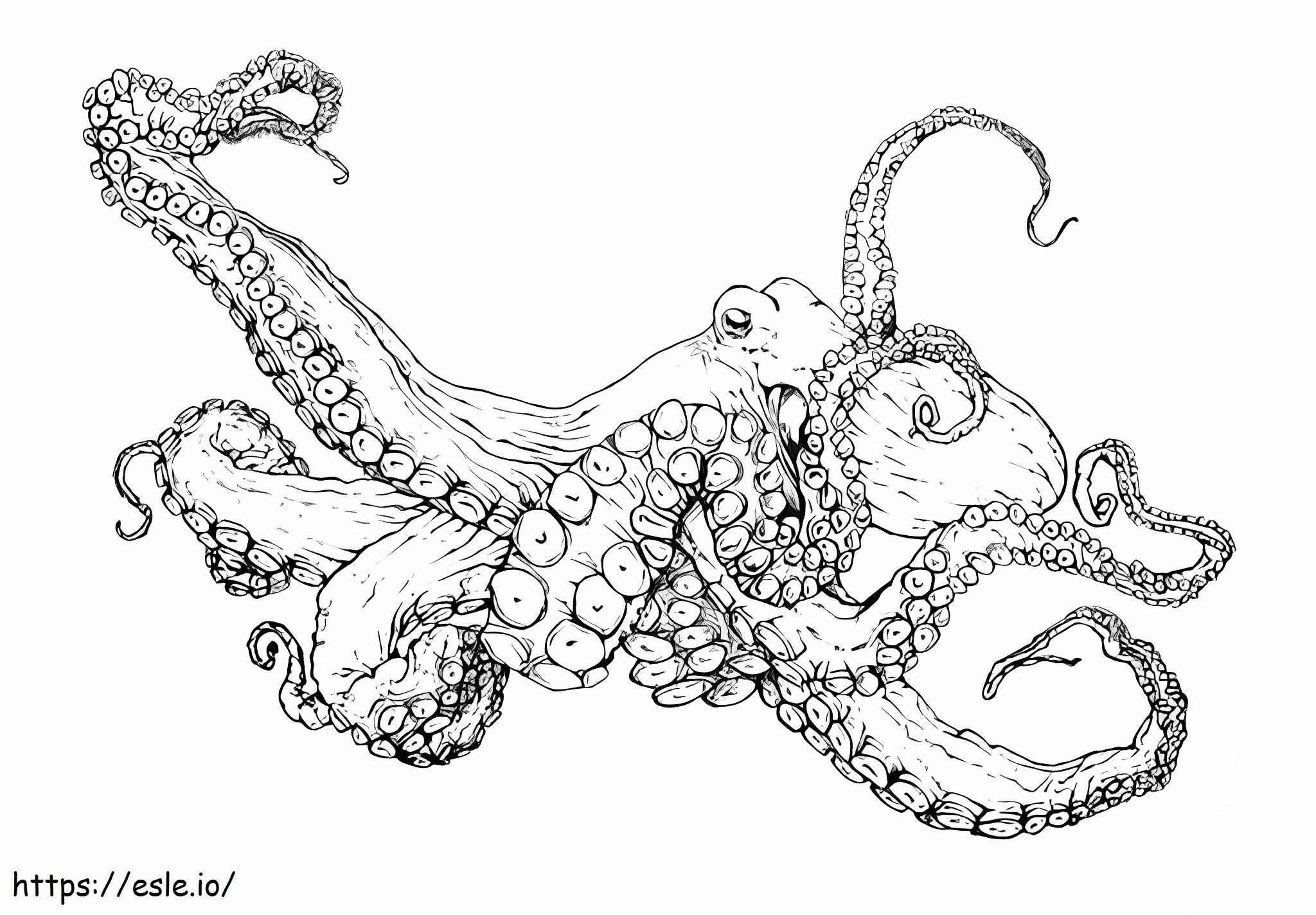 Common Octopus Animal coloring page