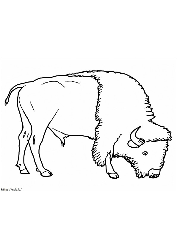 Bison 4 coloring page