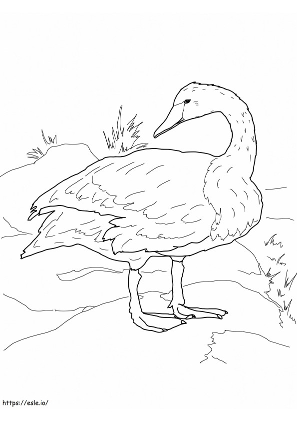 Trumpeter Swan On The Shore coloring page