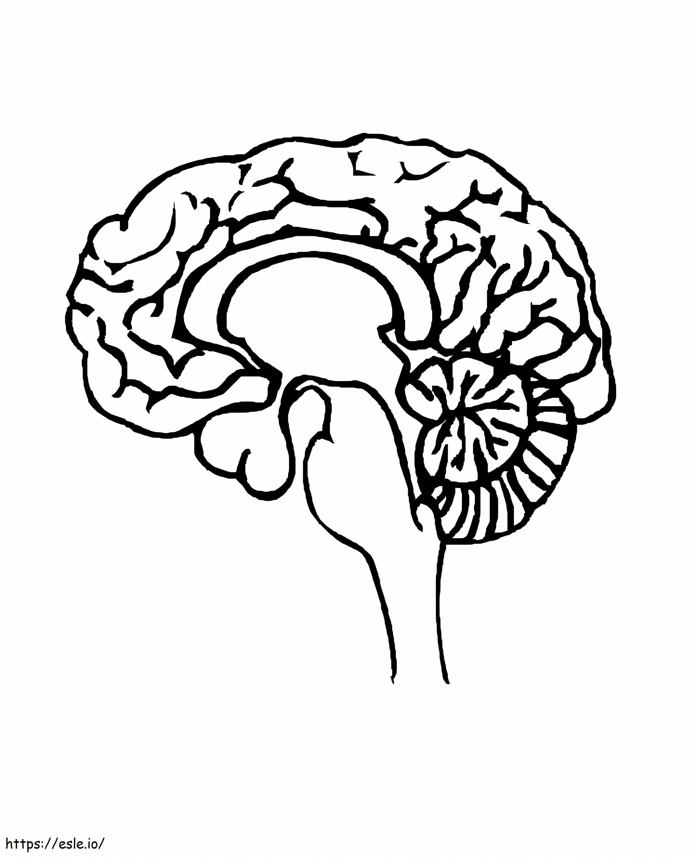 Coloriage Cerveau humain imprimable à imprimer dessin