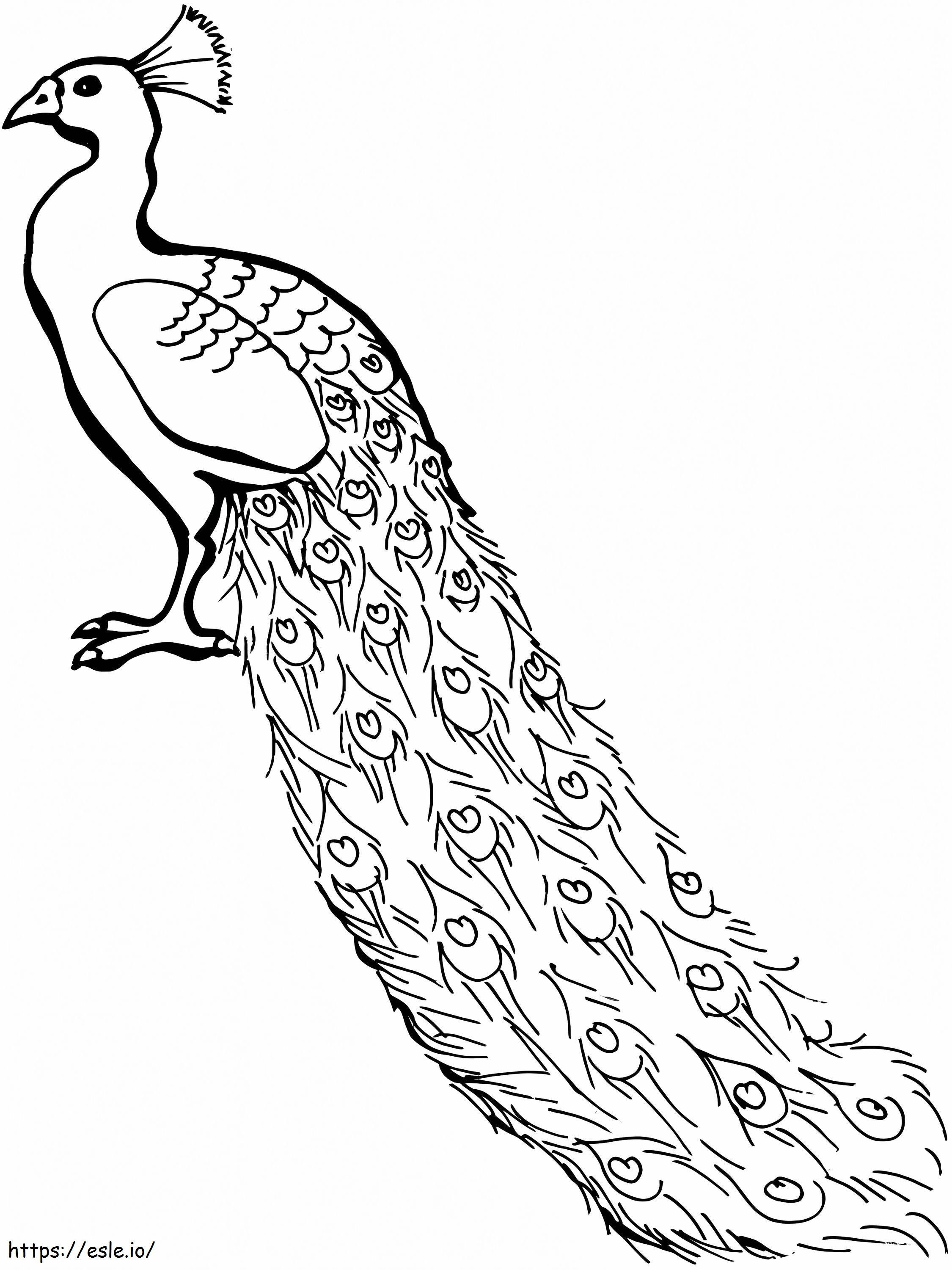Lovely Peacock coloring page