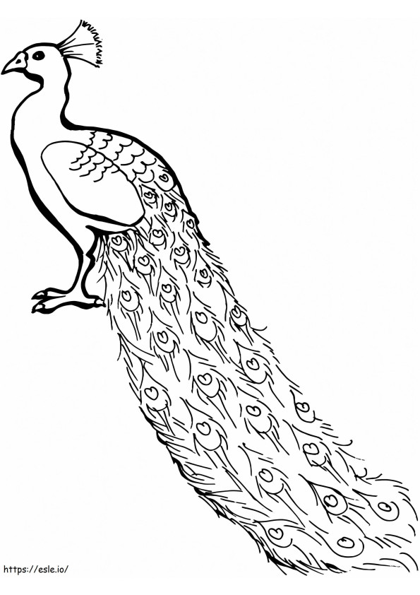 Lovely Peacock coloring page