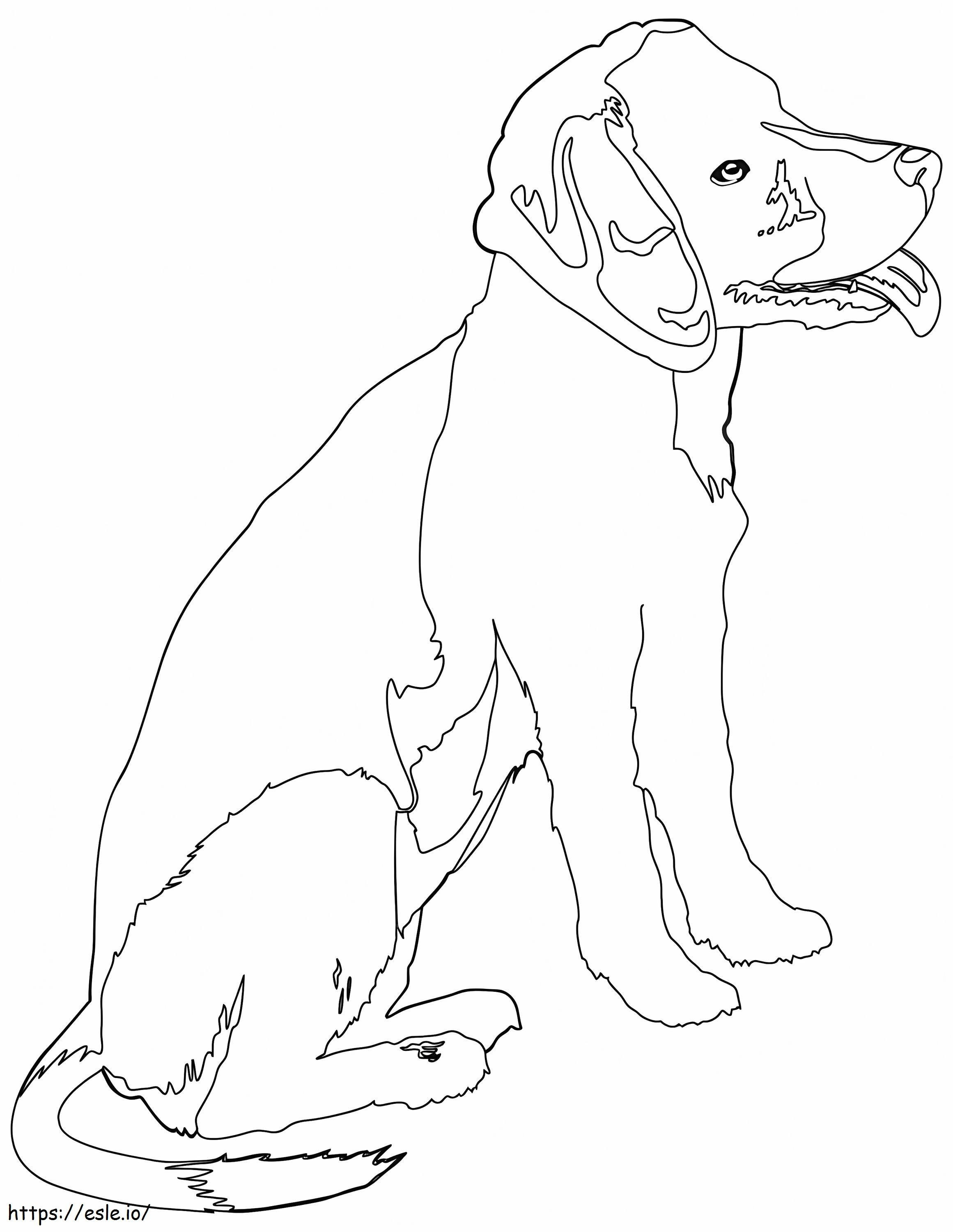 Darmowy pies rasy Beagle kolorowanka