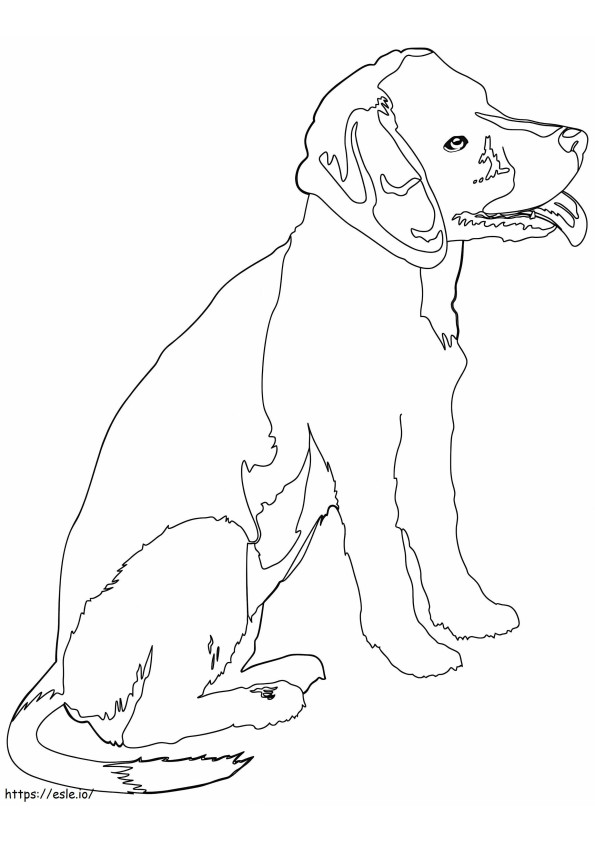 Darmowy pies rasy Beagle kolorowanka