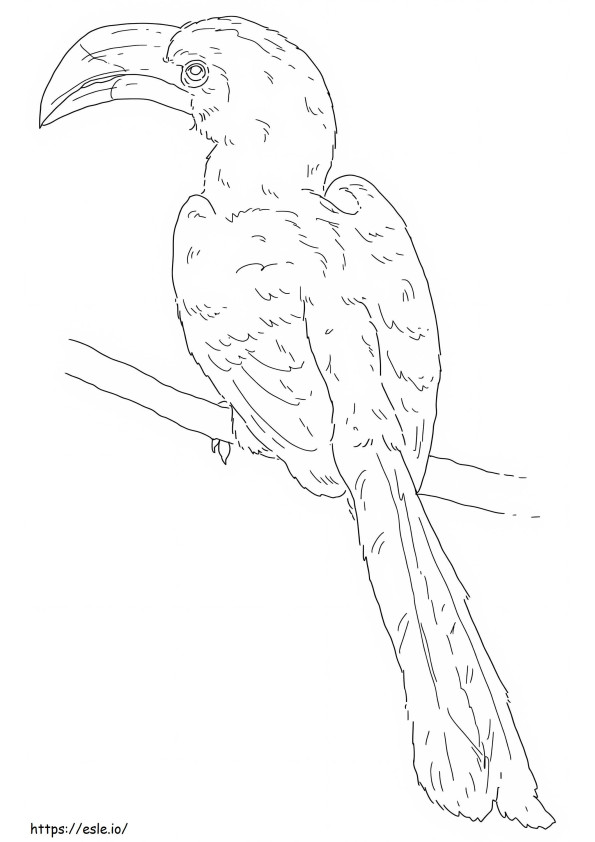 From The Deckens Hornbill coloring page