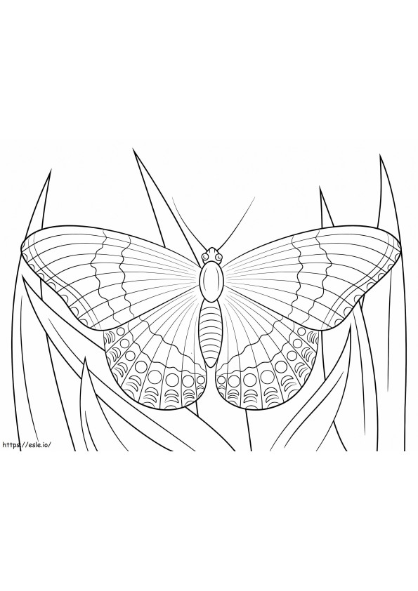 White Admiral Butterfly coloring page