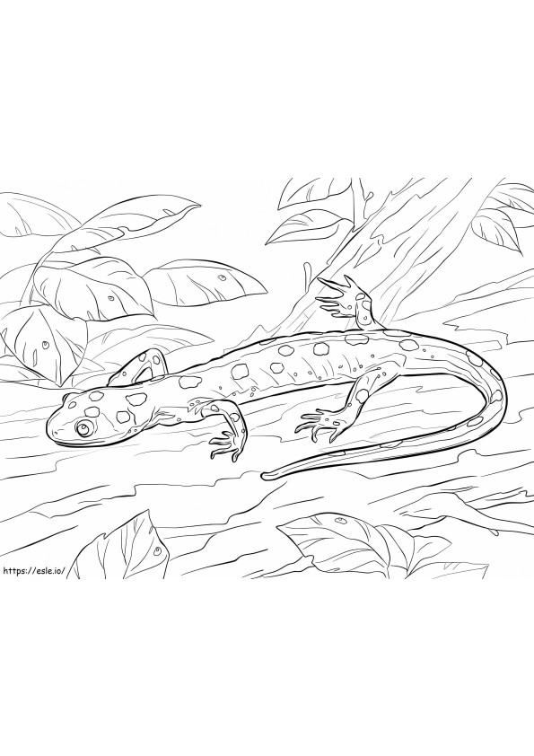 Yellow Spotted Salamander coloring page