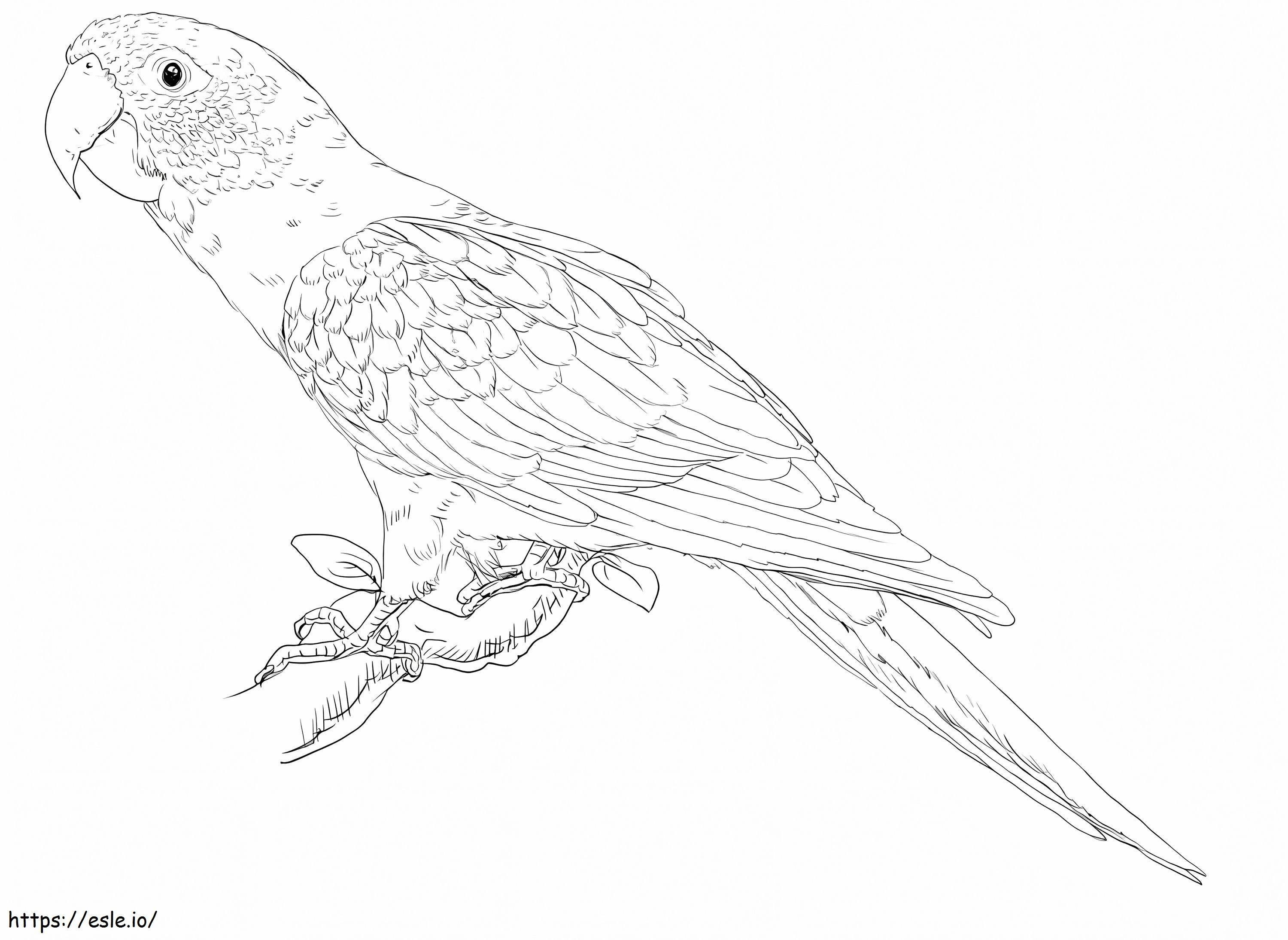 Blue Crowned Parakeet coloring page