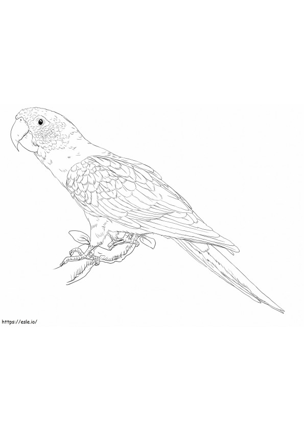 Blue Crowned Parakeet coloring page