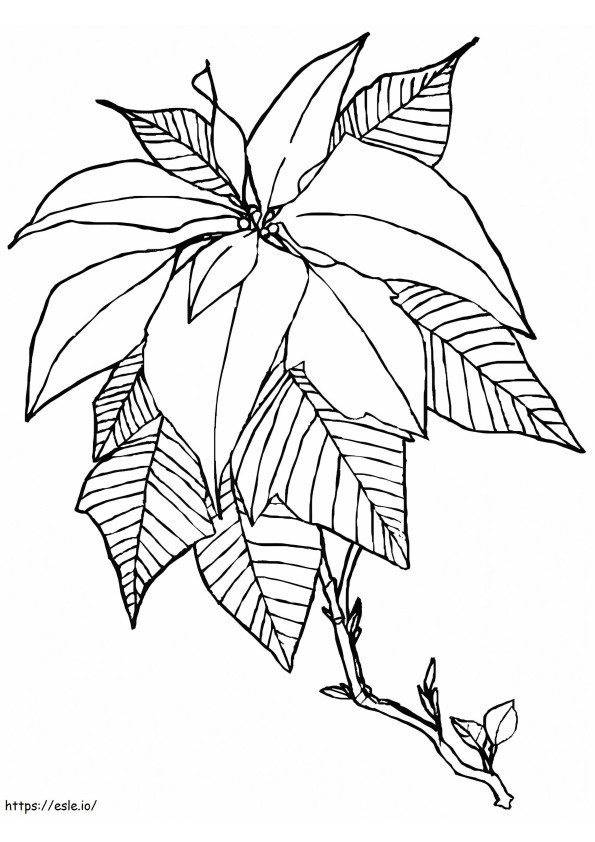 Poinsettia3A4 coloring page