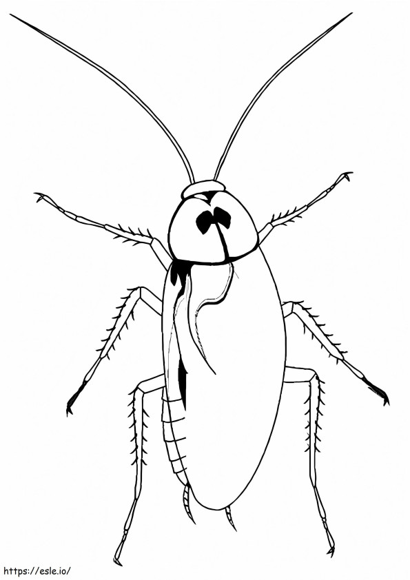 Printable Cockroach coloring page