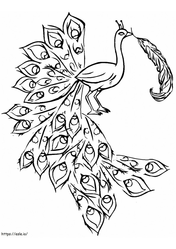 Peacock With Feather coloring page