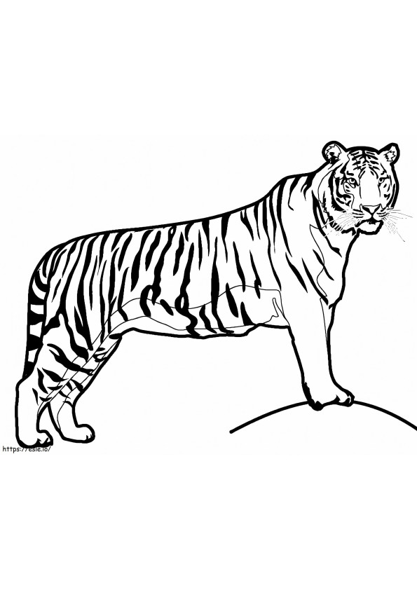 Siisti tiikeri värityskuva