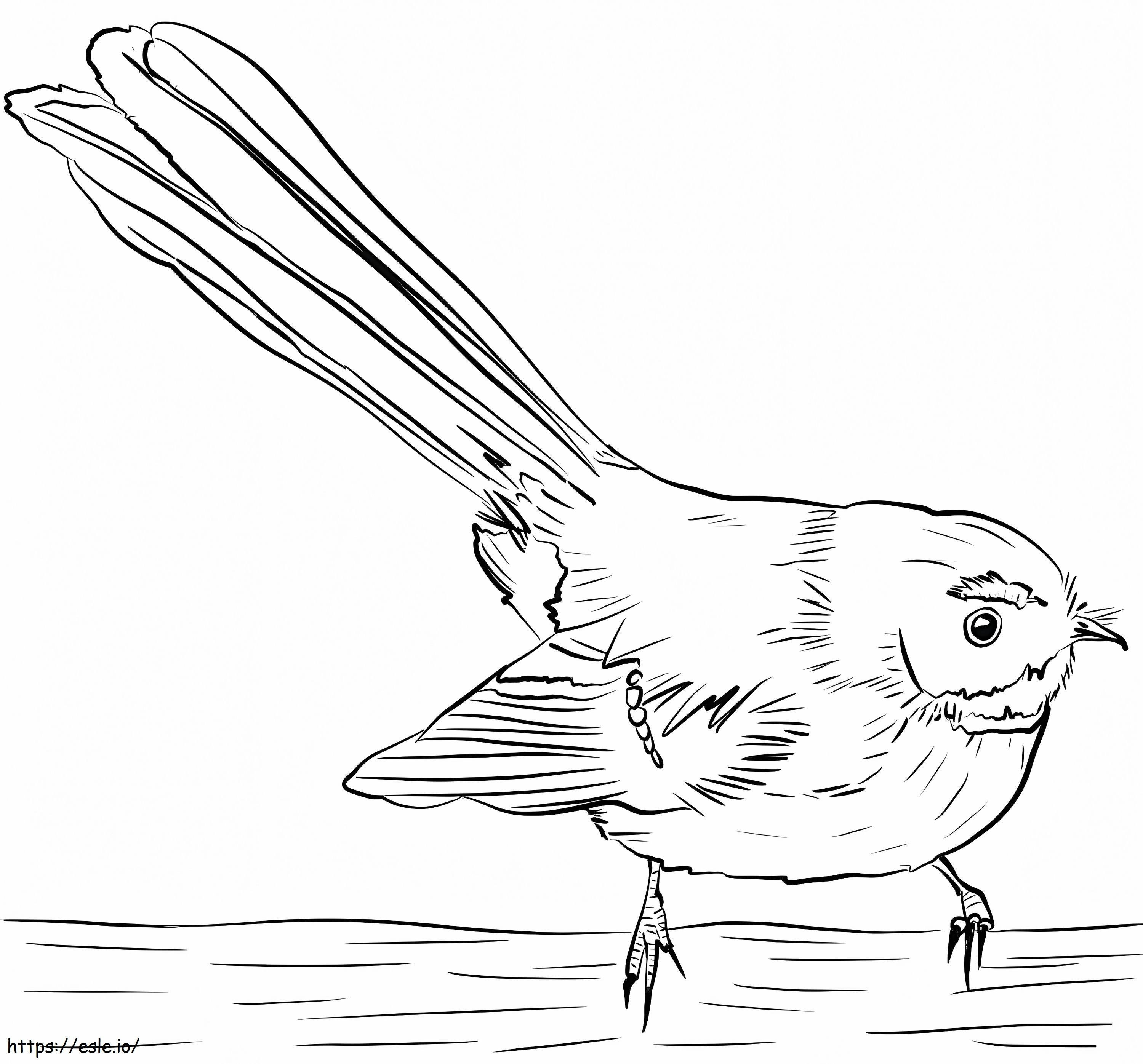 New Zealand Fantail 1 coloring page