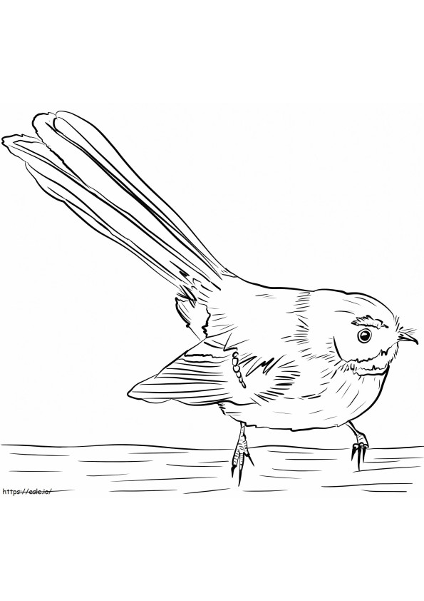 New Zealand Fantail 1 coloring page