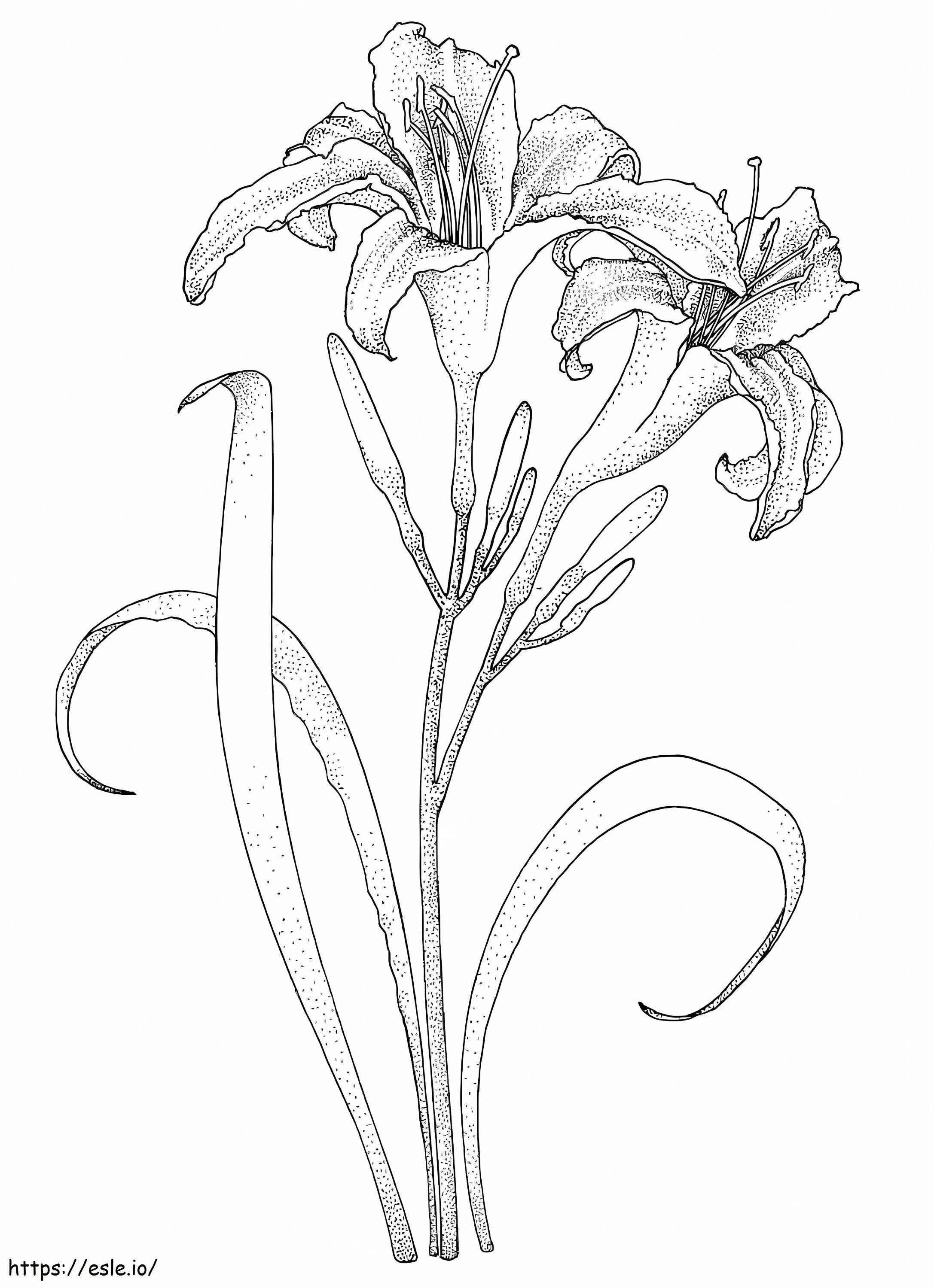 Batang Lily Dengan Dua Bunga Gambar Mewarnai